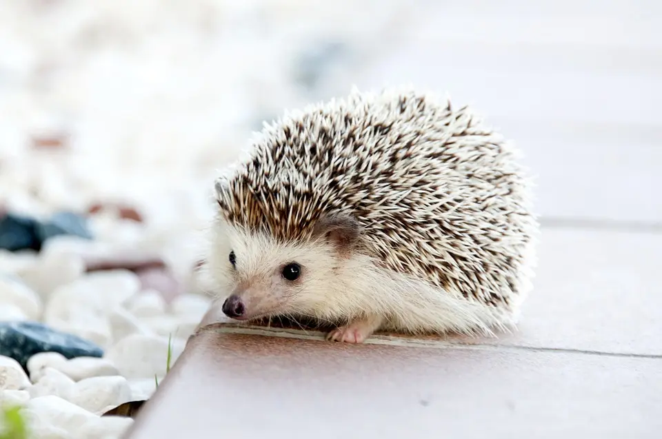 hedgehog-468228_960_720