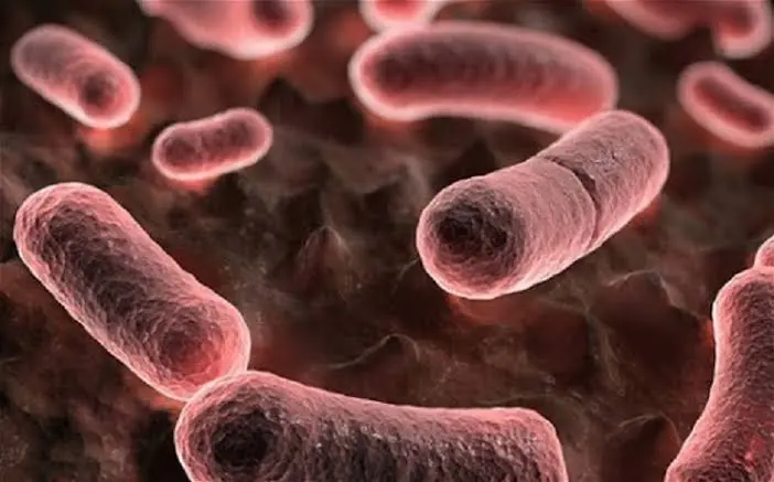 طاعون