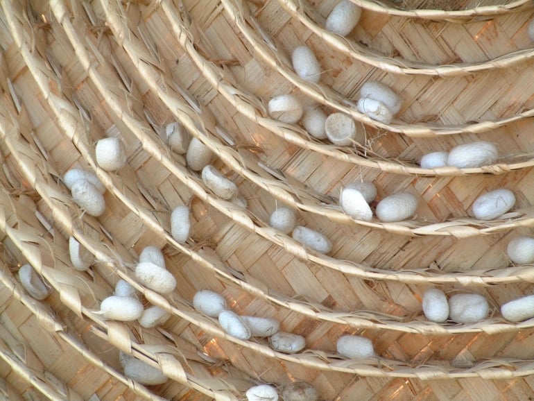 Silk-cocoon_free-stock-pic_mini-770x578