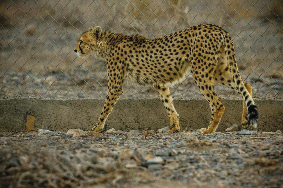 یوز