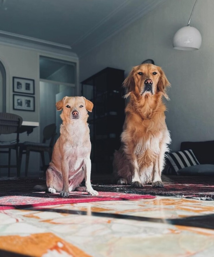 bgo-mashalabrlynsymba-1-768x960