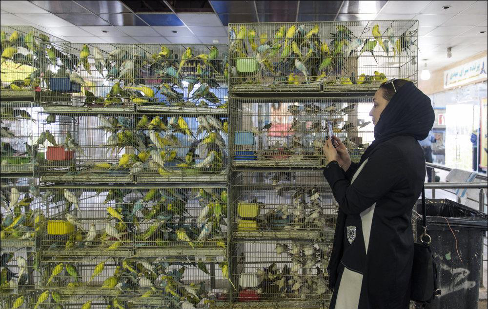 بازار پرنده