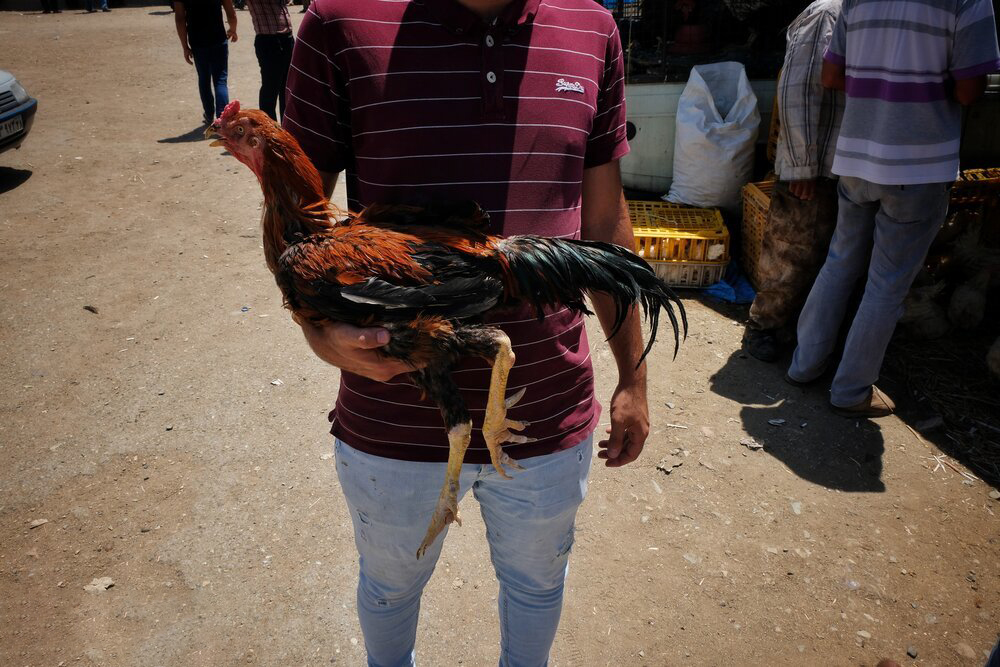 بازار پرنده فروشان (13)