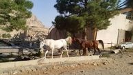 حمله رژیم صهیونیستی به ۲ اصطبل پرورش اسب در کرمانشاه