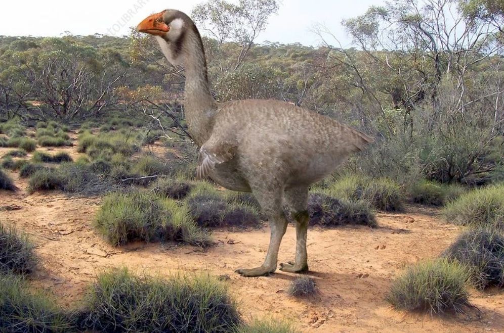 عکس | کشف فسیل پرنده‌ای که 2 متر قد دارد