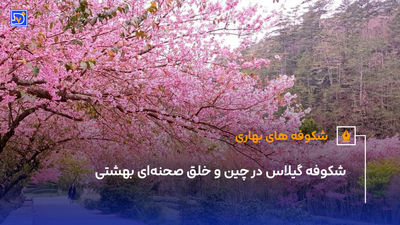  ارتش سفالین چین به موزه بولا  باردیپ می‌رود
