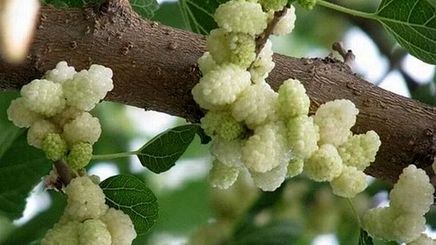 معجزه‌ای از دل طبیعت؛ با خوردن این میوه از افسردگی برای همیشه خداحافظی کنید