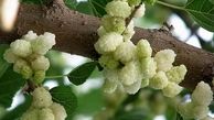 معجزه‌ای از دل طبیعت؛ با خوردن این میوه از افسردگی برای همیشه خداحافظی کنید