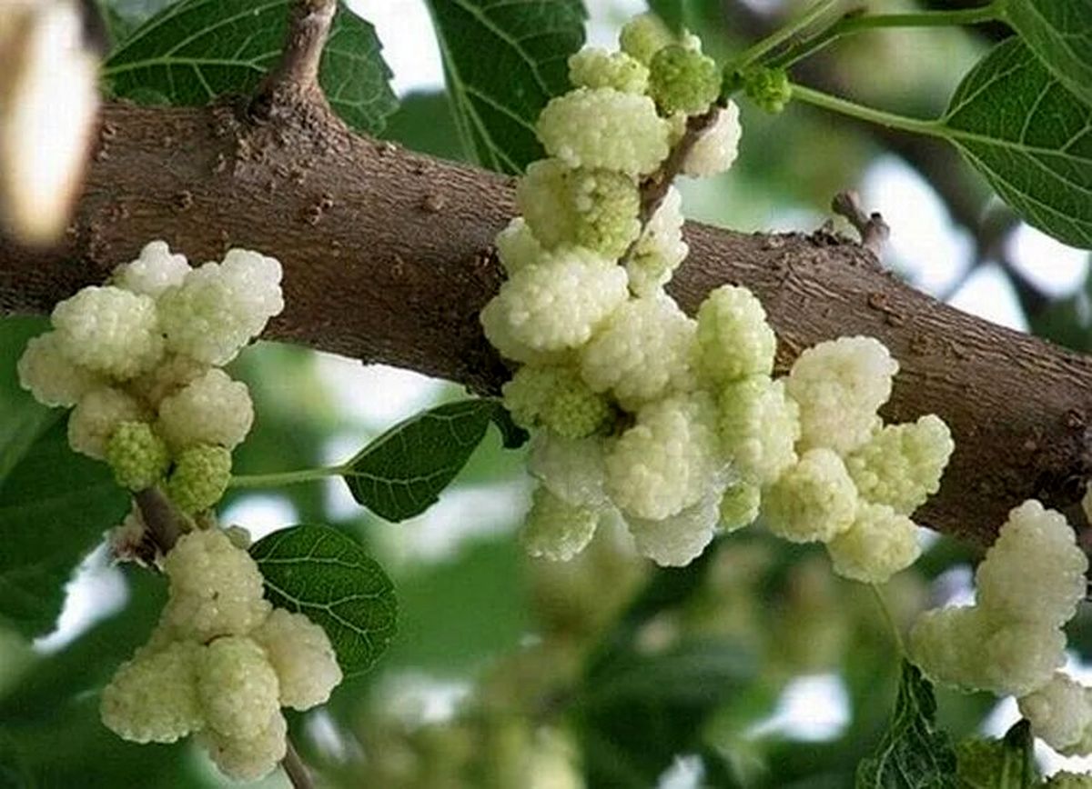 معجزه‌ای از دل طبیعت؛ با خوردن این میوه از افسردگی برای همیشه خداحافظی کنید