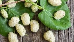 این میوه، تاثیری مشابه داروهای ضدافسردگی دارد