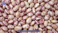 یک کیلو لوبیا چیتی 600 هزار تومان ! تورمی بالاتر از طلا و سکه