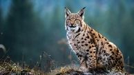 سیاهگوش ایرانی در آغوش طبیعت گیلان رهاسازی شد