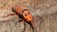 هجوم سوسک سرخرطومی به ایران؛  هشدار سازمان جهانی غذا درباره آفت خطرناک