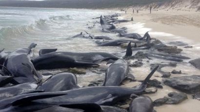 علت مرگ دسته‌جمعی 65 نهنگ خلبان مشخص شد