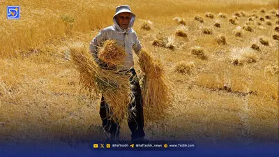 گندمکاران؛ طلبکار دولت، بدهکار بانک