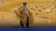گندمکاران؛ طلبکار دولت، بدهکار بانک
