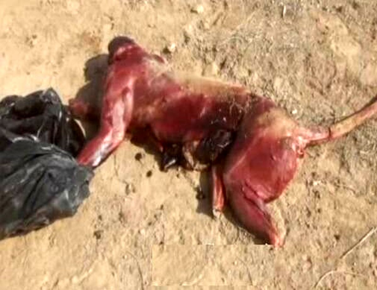 ماجرای پلنگ سلاخی شده سمنان
