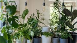 با این ۱۰ نکته ساده گیاهان آپارتمانی‌ تان را همیشه سبز نگه دارید