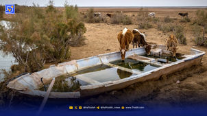سرزمین بی‌تالاب، پرندگان بی‌پناه 