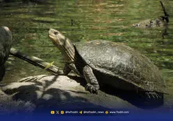 پایان خوش ۲۷ لاک‌پشت شمالی