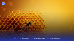 ذهن گرسنه، راهی به‌جز ریسک ندارد