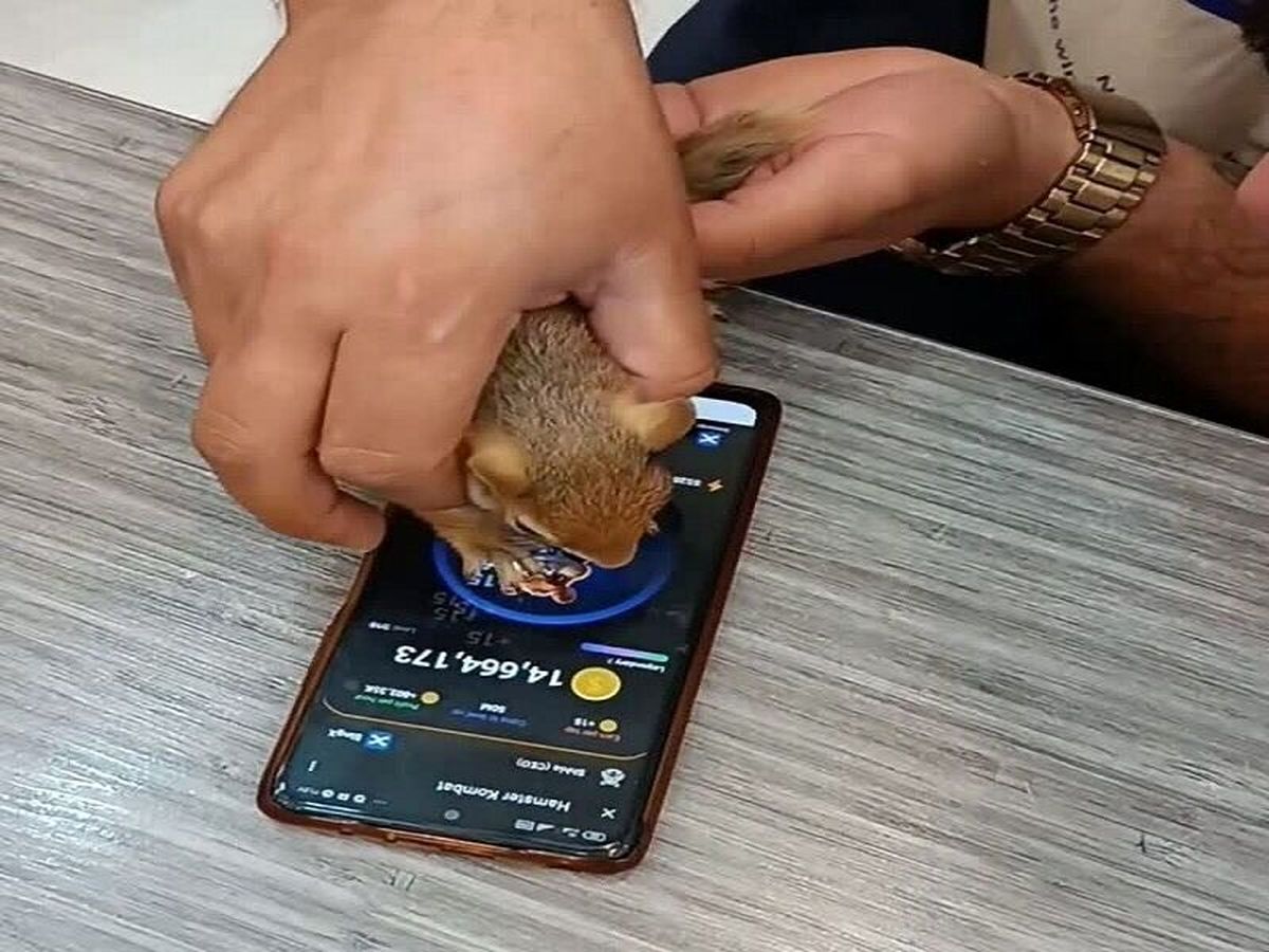 ویدئو | پلیس به دنبال همستربازِ حیوانآزار!