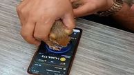 ویدئو | پلیس به دنبال همستربازِ حیوان‌آزار!