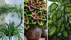 گیاهان آپارتمانی متفاوت; راهکارهایی برای نگهداری گل‌های آپارتمانی مقاوم+ عکس