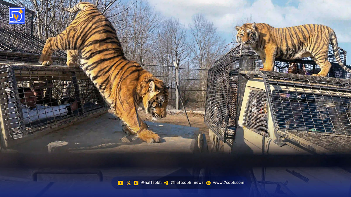 مرگ یک قلاده ببر؛ جدیدترین رخداد قتلگاه الیمالات