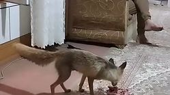 تماشا کنید | روباهی که غذایش را از دست یک خانواده اصفهانی می‌گیرد