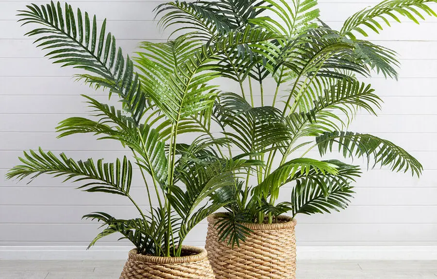 بهترین گیاهان برای تصفیه هوای خانه از نگاه ناسا 