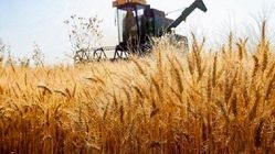 ذخایر گندم ایران ۱۳.۵ میلیون تن می‌شود