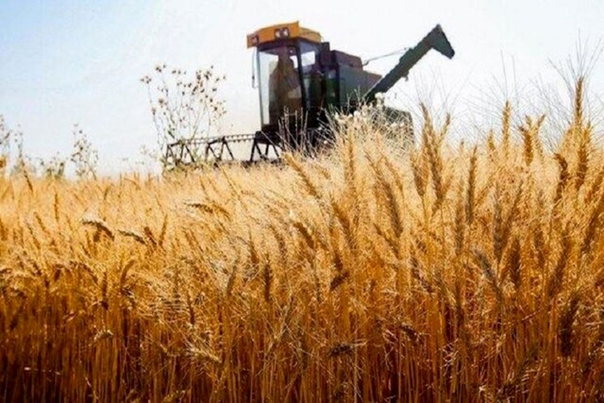 ذخایر گندم ایران ۱۳.۵ میلیون تن میشود