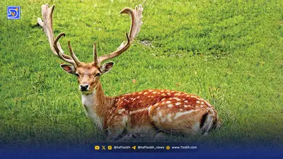 میدان نفتی سهراب، هورالعظیم را می‌بلعد؟