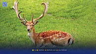 نرها زیاد شدند؛ گوزن‌ها به جان هم افتادند