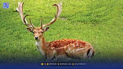 نرها زیاد شدند؛ گوزن‌ها به جان هم افتادند