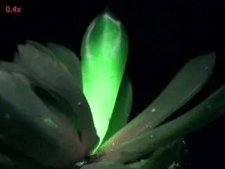 با چراغ خواب خداحافظی کنید/ فناوری نانو گیاهان را روشن می‌کند!