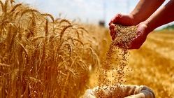 افزایش ۳ برابری بازدهی گندم با کمک یک ژن پنهان