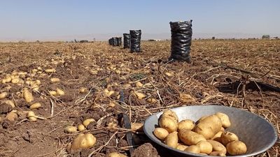 پشت پرده سیب زمینی‌های نیمه آماده