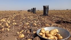سیب زمینی، اصلی‌ترین غذای مردم ۵۰ درصد ارزان شد