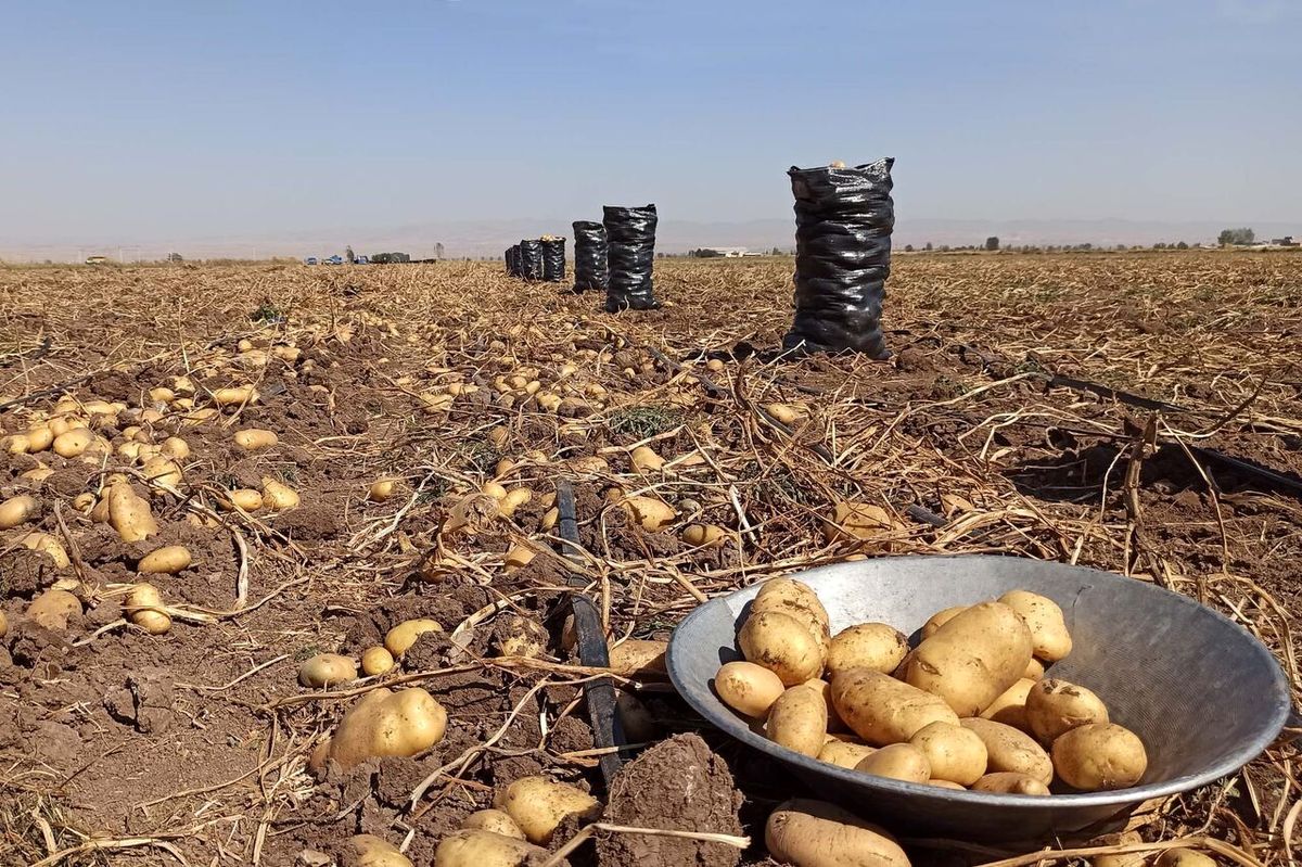 سیب زمینی، اصلیترین غذای مردم ۵۰ درصد ارزان شد