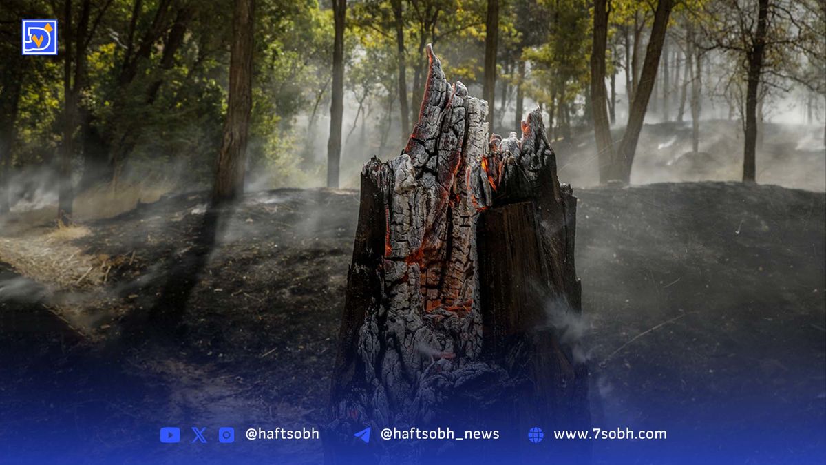 پشت‌پرده احتمالی آتش‌سوزی جنگل‌ها