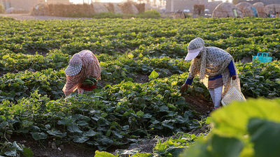 نارضایتی دامداران و مرغداران از عدم تحویل به موقع نهادههای دامی از سوی واردکنندگان