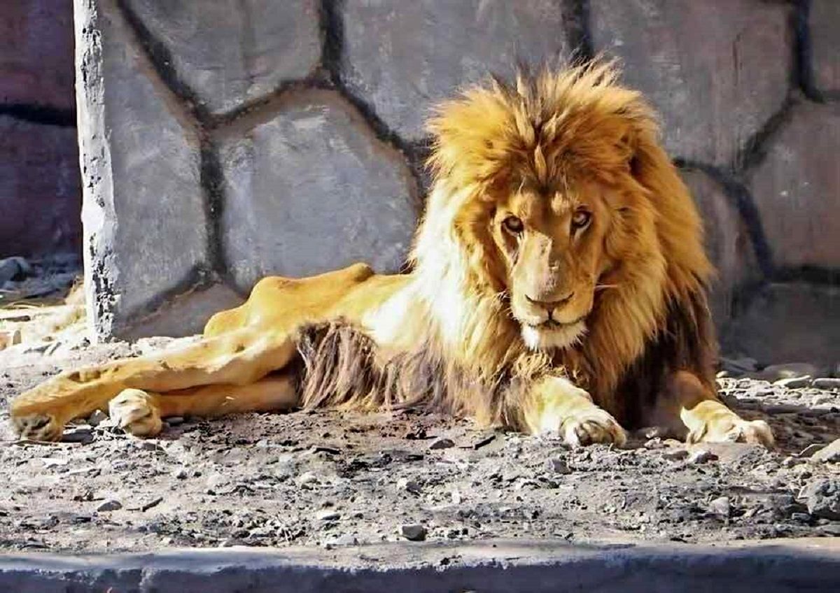 «ریشا» شیر باغ‌وحش مشهد تلف شد