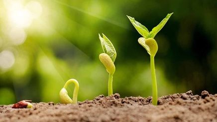 تشنگی صدای گیاهان را در‌می‌آورد