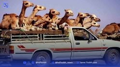 کالاهای عجیب اما ارزآور در تجارت خارجی ایران