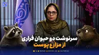 نوتریا ساکن گیلان شد، راکون مهاجم شد؛ سرنوشت دو حیوان فراری از مزارع پوست