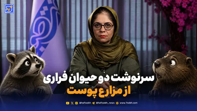 نوتریا ساکن گیلان شد، راکون مهاجم شد؛ سرنوشت دو حیوان فراری از مزارع پوست