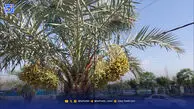 تهران میزبان گیاهان اقلیم‌های متفاوت