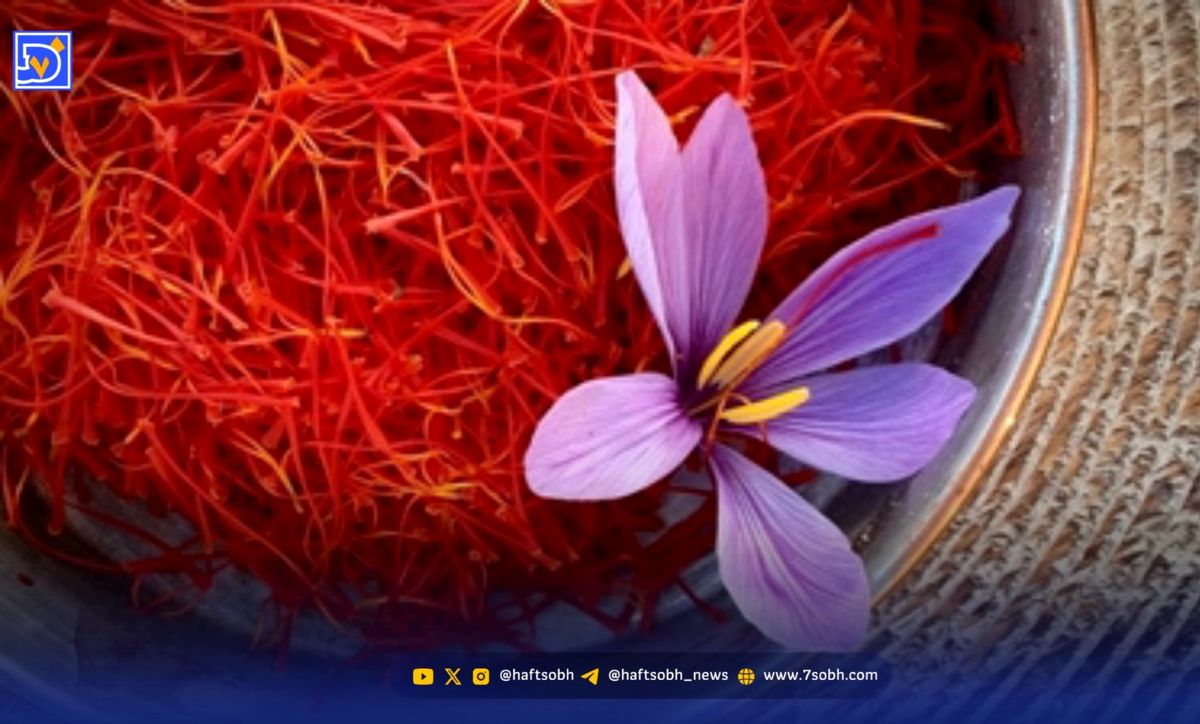 زعفران، معجزه کننده برای درد های بدن!
